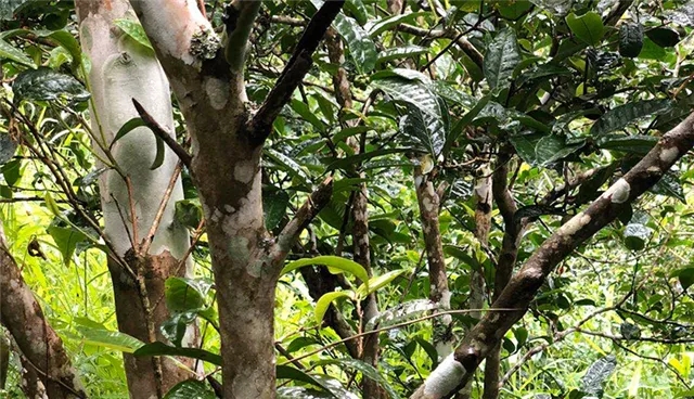 2025年易武古樹春茶品質(zhì)怎么樣？