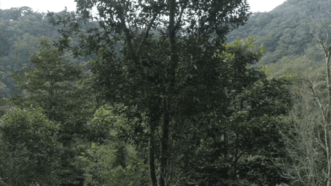 2025年易武古樹春茶價(jià)格是多少？