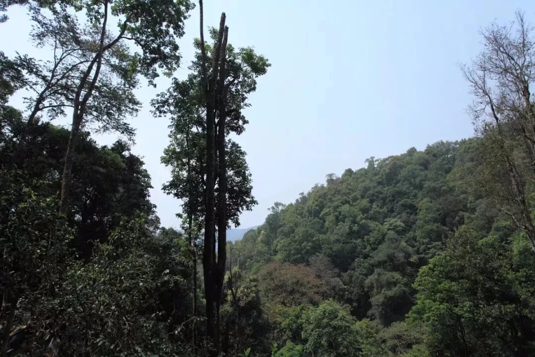 2025年易武古樹(shù)春茶多少錢一公斤？