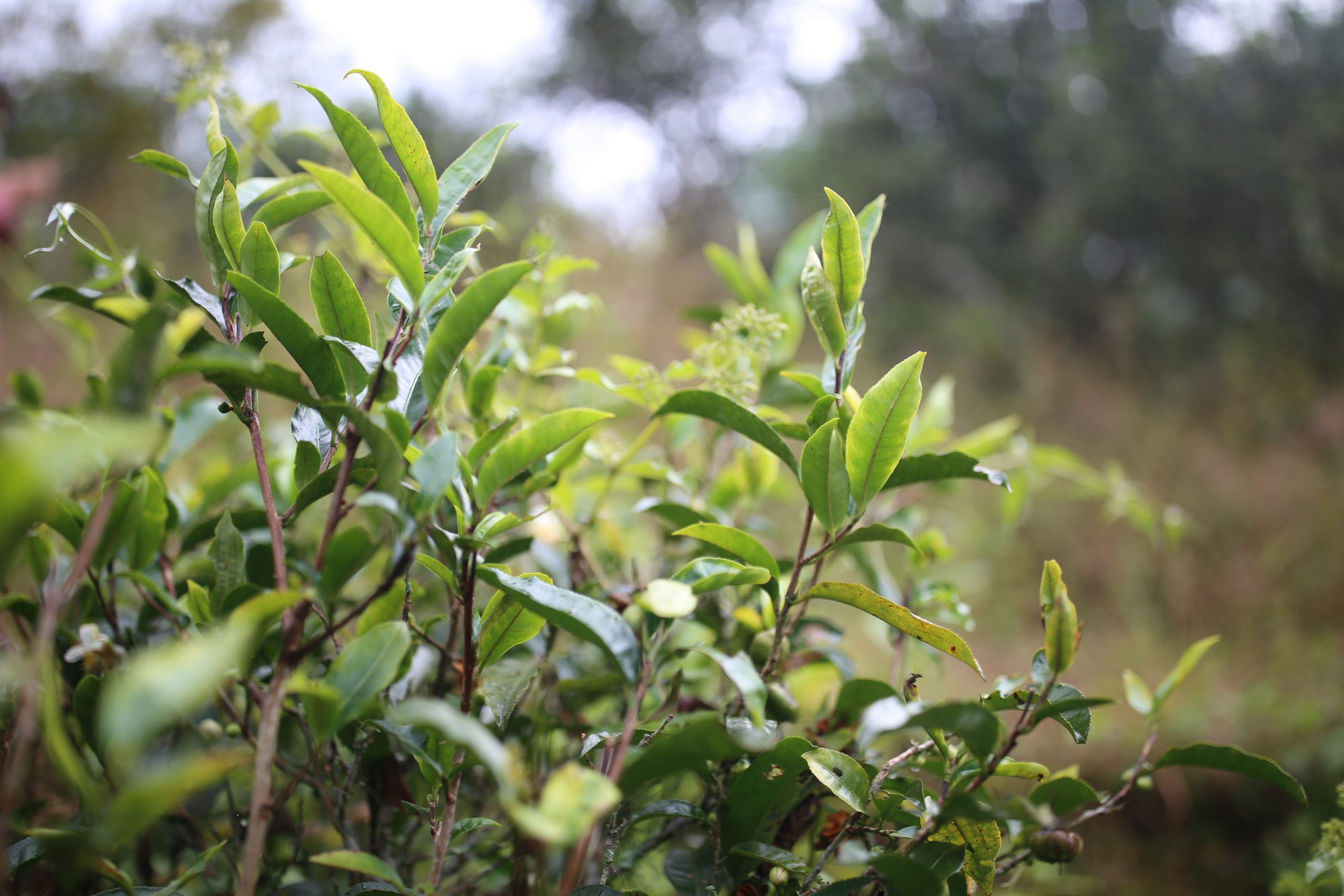 2025年蠻磚古樹春茶多少錢一公斤？