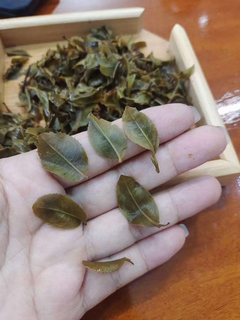 倚邦頭春茶，小葉種的春天